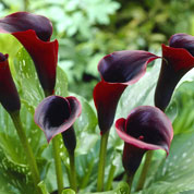 Arum lily Black